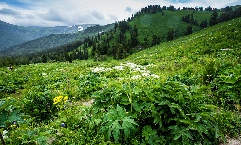 Алтайский край вошел в ТОП-5 самых экологически чистых регионов России