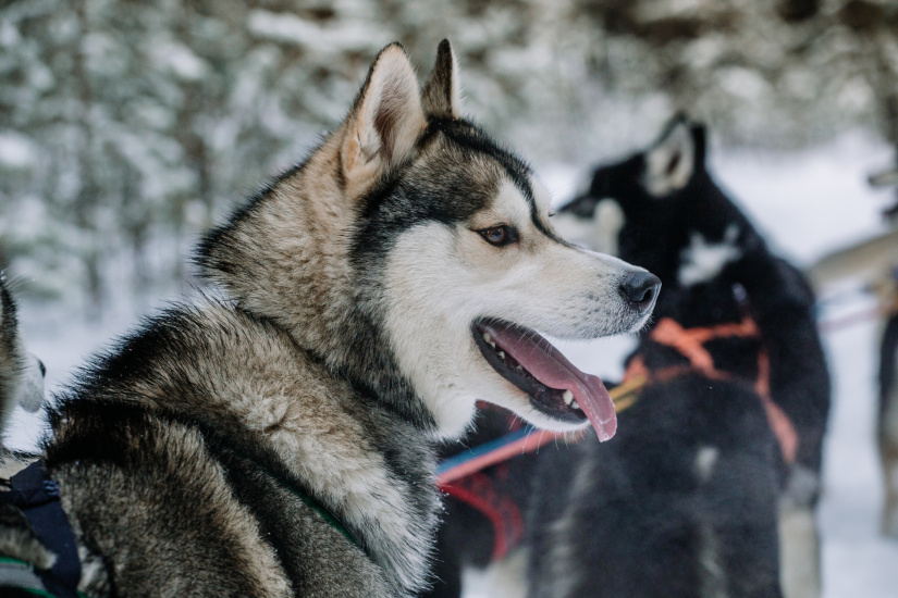 Хаски _СтепанюкВВ (199).jpg