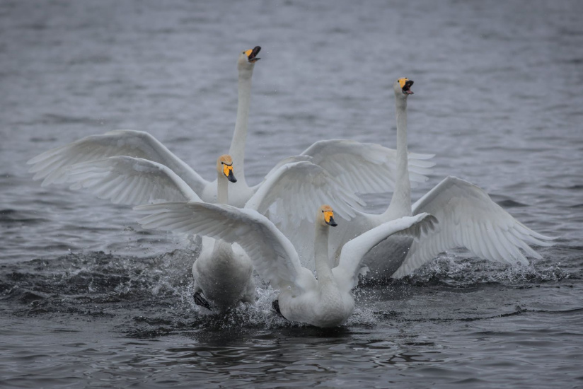 лебеди на озере Светлом_Алексей Эбель.jpg