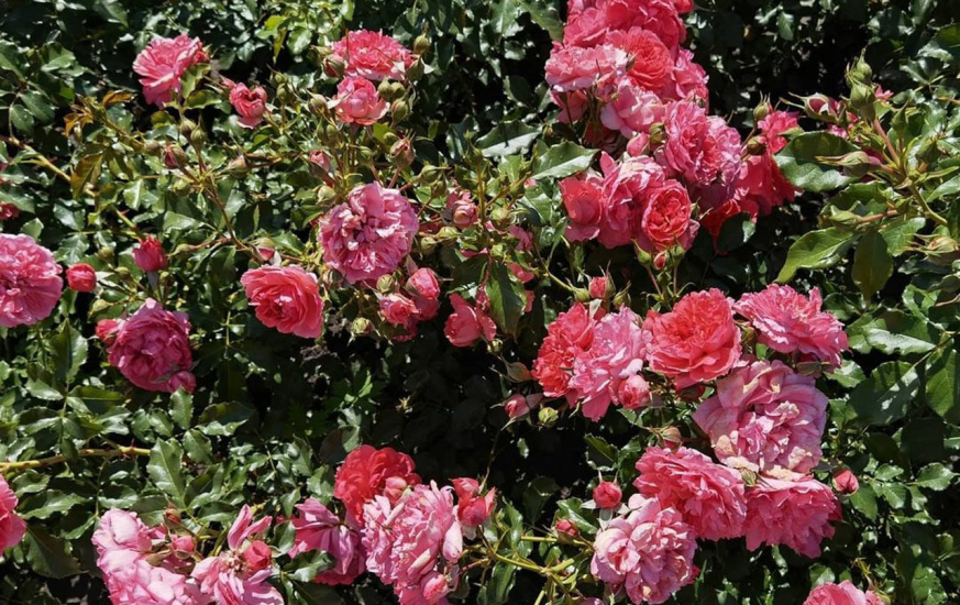 розы барнаульский зоопарк.jpg