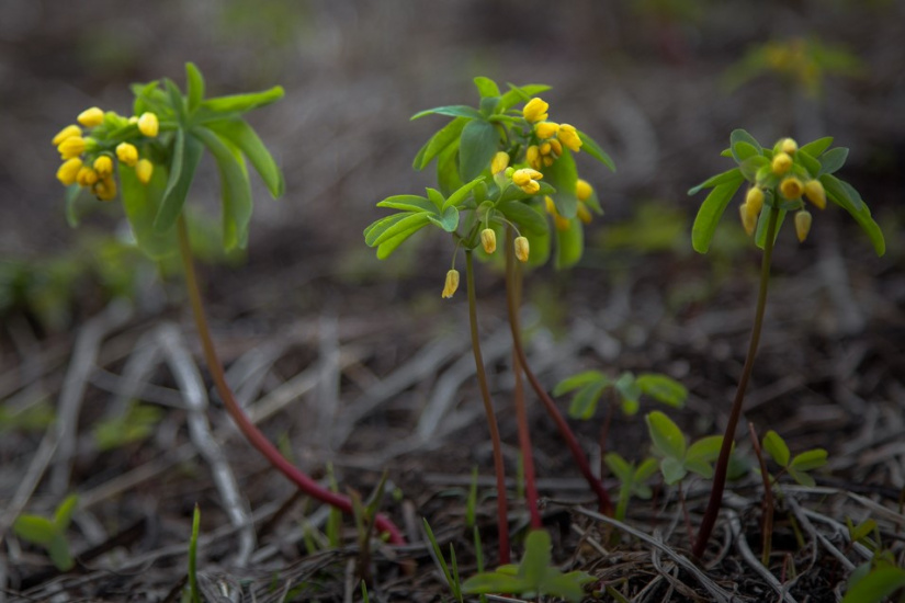 редкие растения бассейна реки Колыванки_minprirody.alregn.ru.jpg