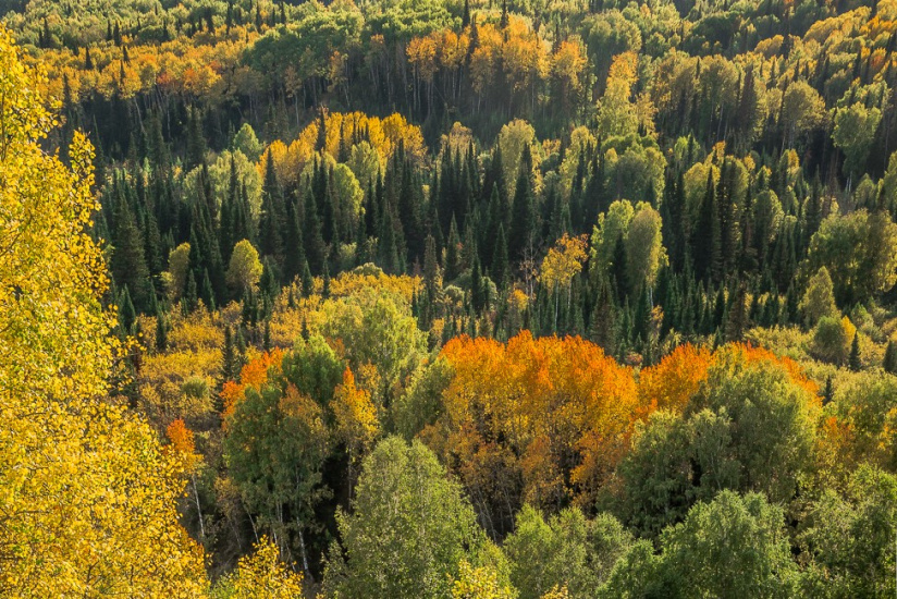 хвойно-лиственные леса в бассейне реки Колыванки_minprirody.alregn.ru.jpg