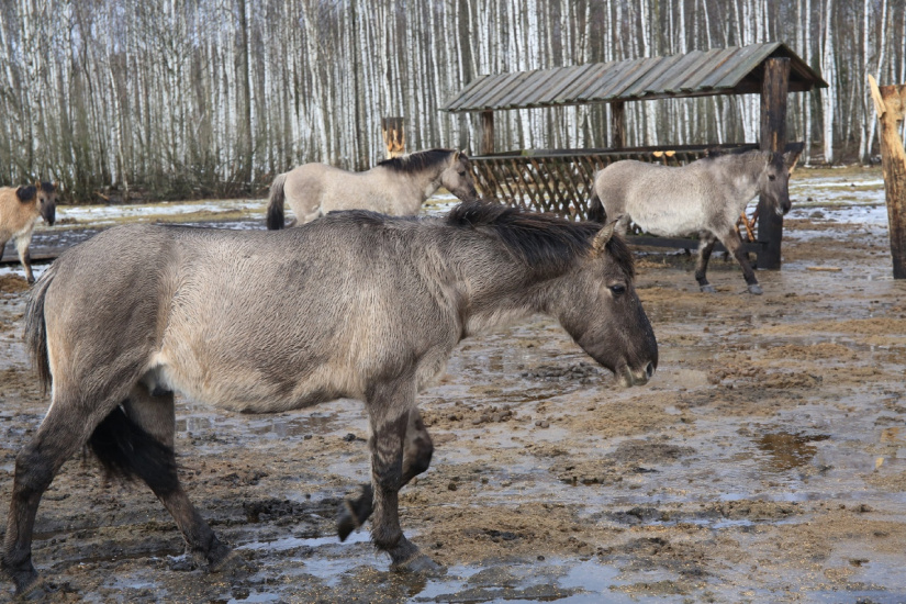 в ландшафтном заказнике Налибокская пуща_Мария Мерлушкина.jpg