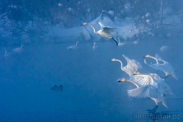 владимир маер_синий туман озера светлого_sibirds.ru.jpg