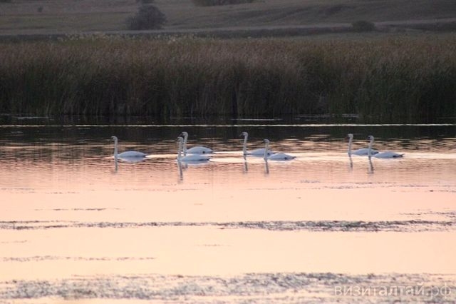 лебеди на озере Займище_Максим Ворьбьев.jpg