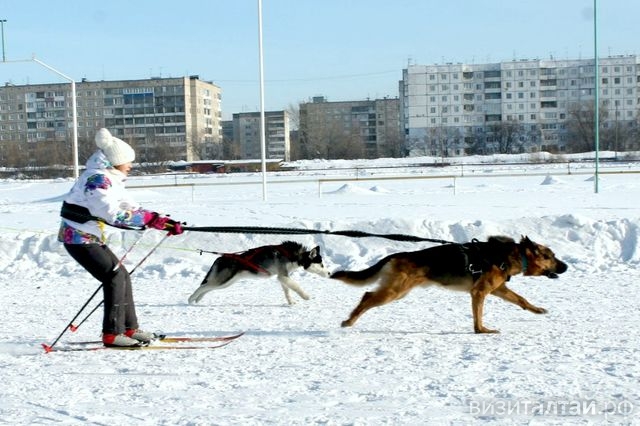 любительские лыжные гонки с собаками След_sled22.jpg