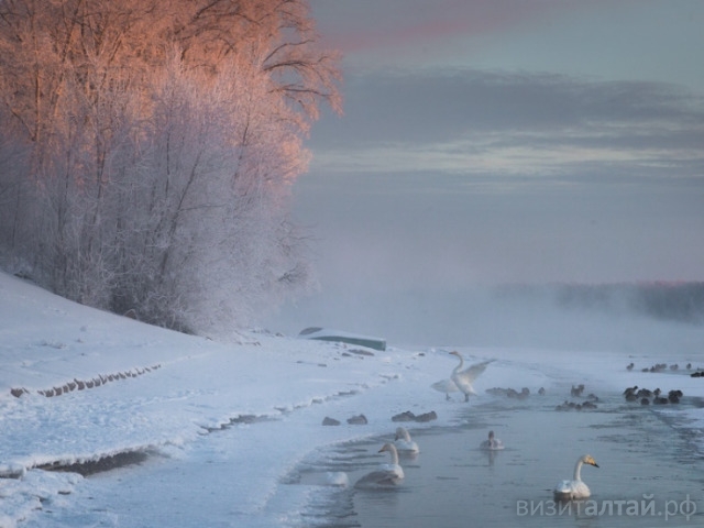 зимовка лебедей на бийской полынье_алексей эбель.jpg