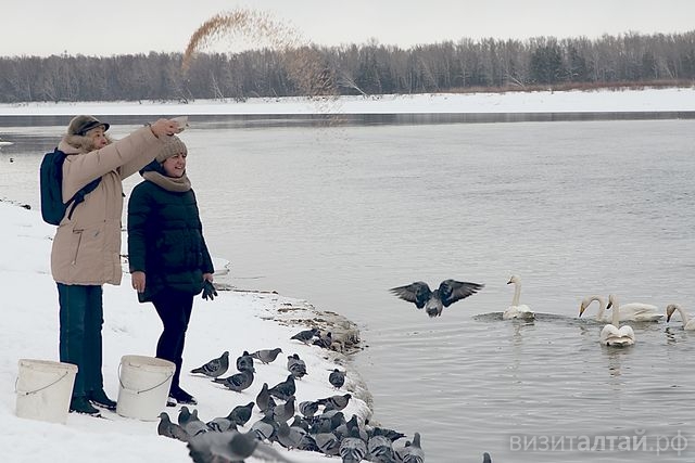 корм для лебедей у поселка Молодежный предоставляют спонсоры_tigirek.ru.jpg