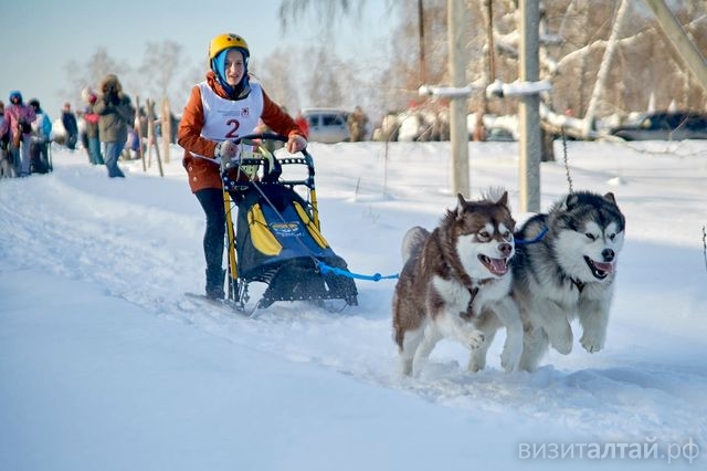 День собаки в Сростках на Алтайской зимовке_Ирина Оболенская.jpg