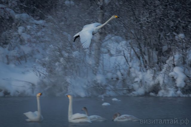 лебеди на озере светлом_алексей эбель.jpg