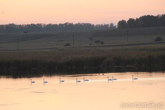 лебеди вернулись на озеро Займище_Максим Ворьбьев.jpg