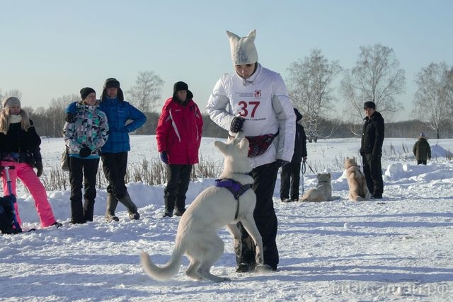День собаки в Сростках на Алтайской зимовке_Анна Чащилова.jpg