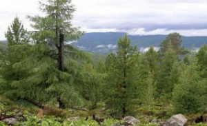 Статус памятников природы получат 4 объекта Алтайского края 
