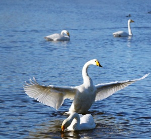В дни праздника «Алтайская зимовка»заказник «Лебединый» можно посетить бесплатно
