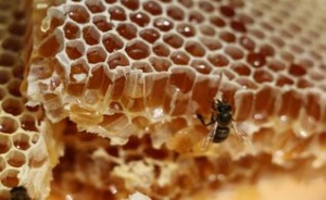 Сегодня в столице региона начинает работу Фестиваль алтайского мёда «Золотой улей»