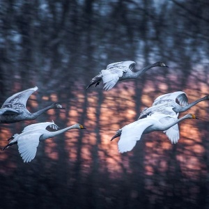 Лебеди прилетели – зима близко! На озере Светлом появились сотни благородных птиц