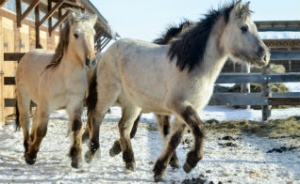 На Алтае появились редчайшие якутские лошади