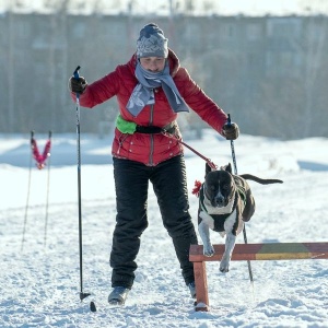 Любительские гонки лыжников на собаках пройдут на ипподроме. Новички-скиджеры с питомцами приюта бегут бесплатно