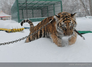 Барнаульский зоопарк обменивает билеты на фарфоровые фигурки зверей