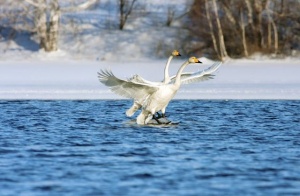 Хотите увидеть лебедей и поехать на озеро бесплатно? Приходите на «Алтайскую зимовку» 16 декабря!