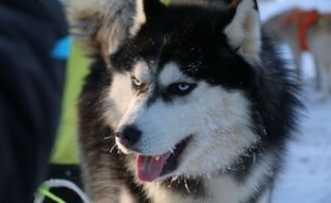 Хаски – радость для детей и взрослых. На «Алтайской зимовке» устроят гонки на собачьих упряжках