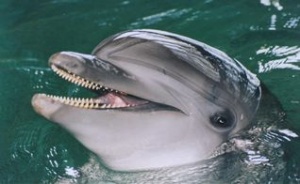 На Яровом откроется дельфинарий