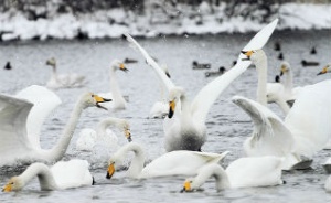 Лебеди прилетели в Алтайский край одной большой стаей