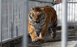 Барнаульский зоопарк в августе отметит свой первый юбилей