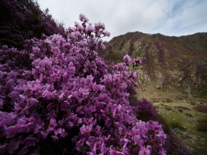 В Алтайском крае 1 мая 2015 года пройдет праздник «Цветение маральника», посвященный открытию летнего туристического сезона