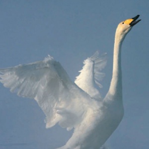 На сайте визиталтай.рф размещен фотоальбом «Зимние сказки Лебединого озера»