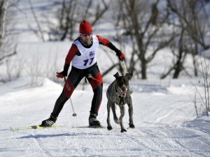 Спринтерская гонка на лыжах с собаками пройдет в Барнауле