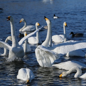 Птиц – больше, туристов – меньше. Как идет  сезон 2016-2017 на лебединых озерах?