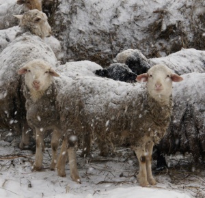 Ученые АлтГУ восстановили ДНК древних видов овец. Они были крупнее, тяжелее современных и пережили катастрофу