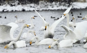 На незамерзающие озера Алтайского края прилетели 600 лебедей