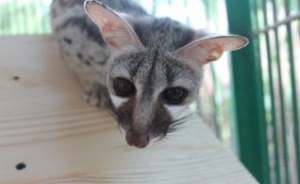 Барнаульскому зоопарку подарили необычного зверька - генетту
