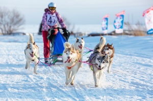 На «Алтайской зимовке» впервые состоится Фестиваль северных ездовых собак