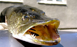 На Гилевском водохранилище пройдут краевые соревнования по ловле рыб 