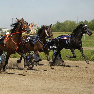 1 июля на  Барнаульском ипподроме – скачки лошадей призовых пород 