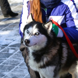 «Алтайская зимовка». Итоги гонок на собачьих упряжках
