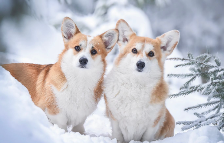 Weekend-гид: корги-туса, творческие мастер-классы и лекция в музее