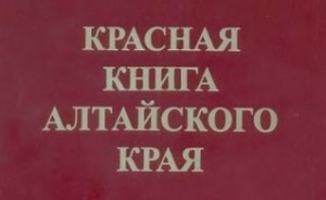 В регионе создали Красную книгу исчезающих объектов культурного наследия Алтайского края