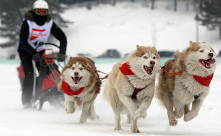 На празднике «Алтайская зимовка» ездовые собаки хаски сразятся в спринтерской гонке