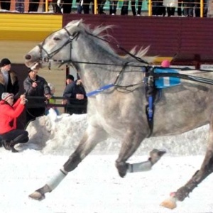 Бега рысаков, выступления конников и зимние забавы устраивают в Международный женский день на Барнаульском ипподроме