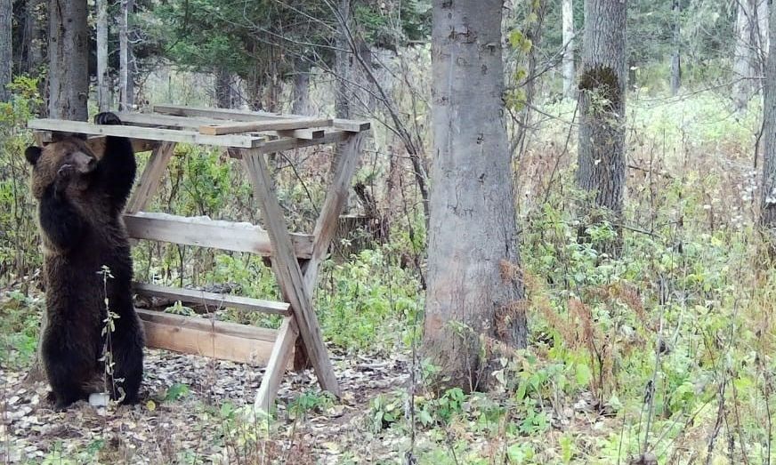 Медведей Тигирека и Салаира просят не беспокоить: турмаршруты по федеральным ООПТ почти на три месяца встали на паузу