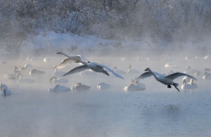 Холодные зимние дни – особое время на лебедином озере
