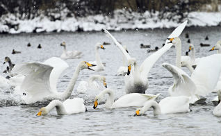 Зимний туристический сезон в Алтайском крае откроется праздником прилета лебедей на озере Лебединое в Советском районе