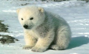 В Барнаульском зоопарке появится белый медведь