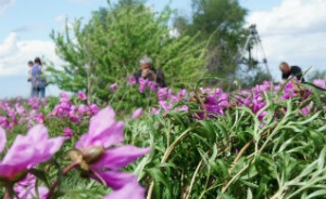 Алтайтурцентр организовал фототур к местам цветения степного пиона