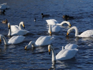 Лебеди-кликуны покинули незамерзающее алтайское озеро Светлое 
