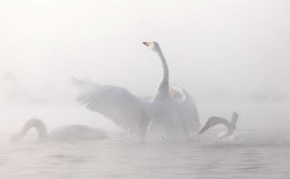 «Лебедям, прилетающим на Алтай, повезло!» - считает автор фотовыставки «Зимовка на краю тумана»